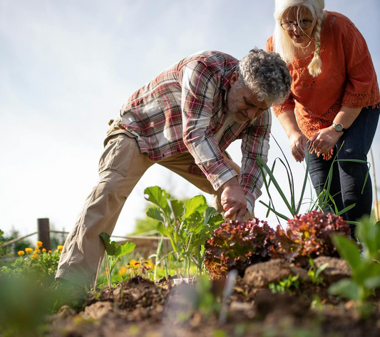 garden Lettuce Companion Plants