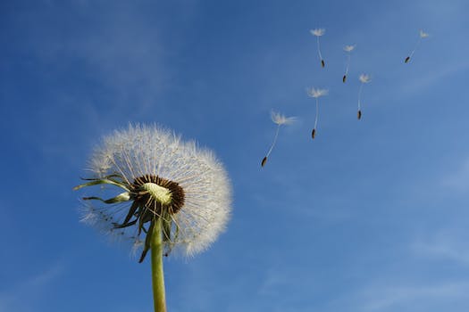 Unlock Nature's Beauty: Step-by-Step Guide on How to Grow Wildflowers from Seeds