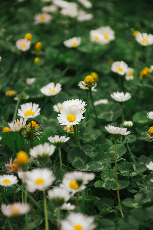 alternative grass lawn, clover