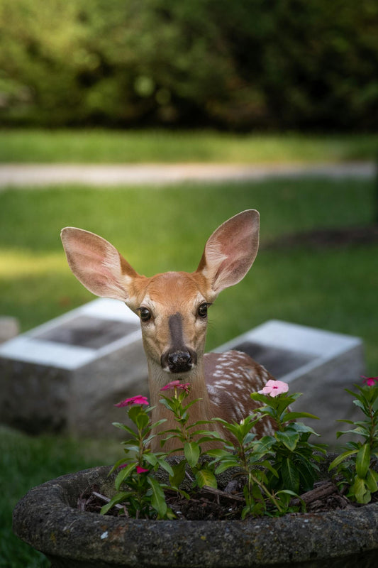 deer looking over a flower pot