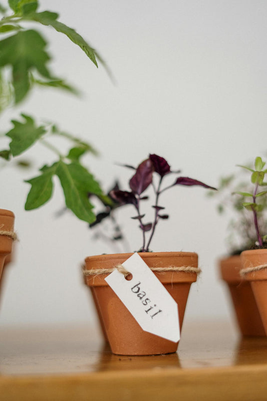 Unlock the Secret to Growing Lush Basil at Home: Your Ultimate Guide on How to Care for a Basil Plant