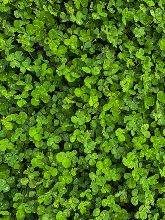 Planting Clover Instead of Grass: Discover the Benefits of a Clover Lawn Revolution