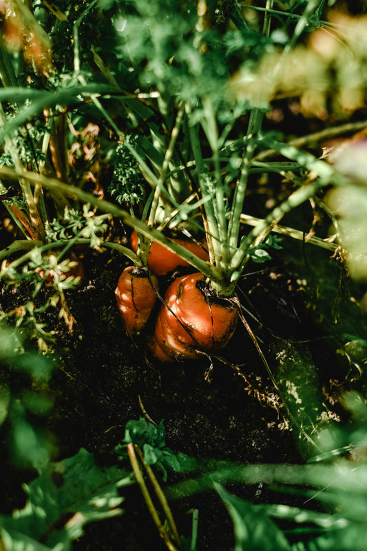 carrots grown from seed popping out of the ground