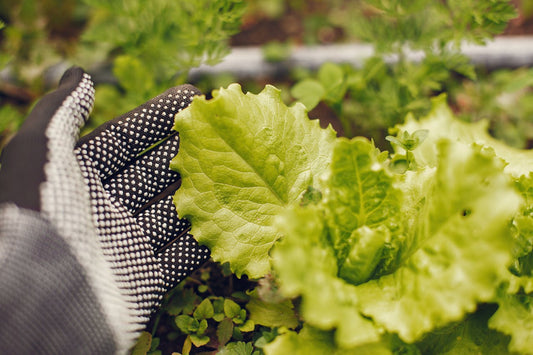 lettuce growing in the garden