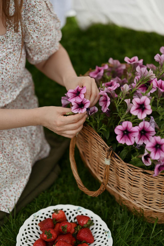 deadheading Petunias
