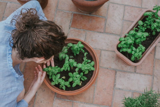 basil growing in pots