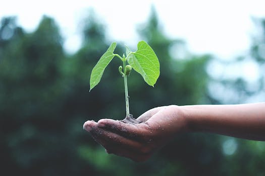 How to Plant Seed Paper: Transform Your Home into a Green Paradise