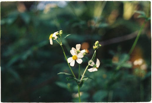 Discover Easy-to-Grow Wildflowers: Transform Your Garden into a Vibrant Wonderland