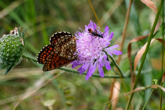 The Best Time to Plant Wildflower Seeds in Alberta for a Vibrant Garden
