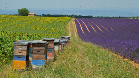 Discover What Flowers Bees Love: A Comprehensive Guide to Creating a Buzzing Garden
