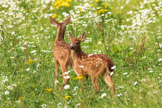 Discover the Magic of Deer Repellent Flowers: Transform Your Garden into a Deer-Free Paradise