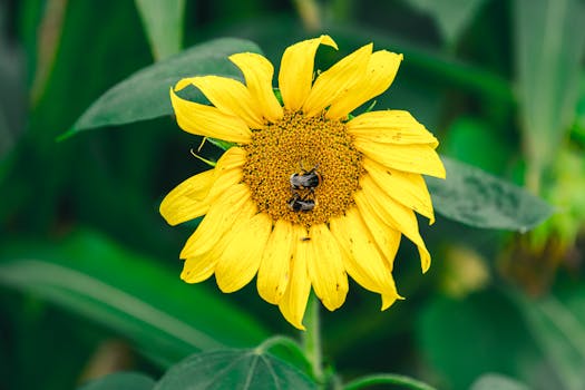 Discover Bumblebee Favourites: The Top Flowers That Attract These Essential Pollinators