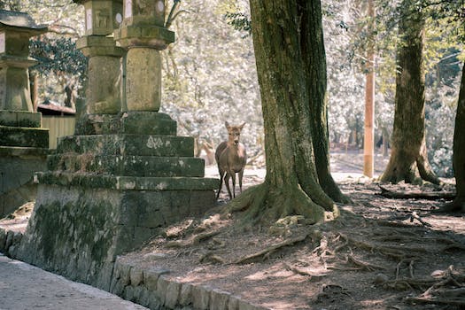 Master Guide: How to Keep Deer Out of Your Vegetable Garden - Effective & Humane Strategies!