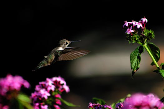 Discover the Vibrant Colours that Attract Hummingbirds to Your Garden