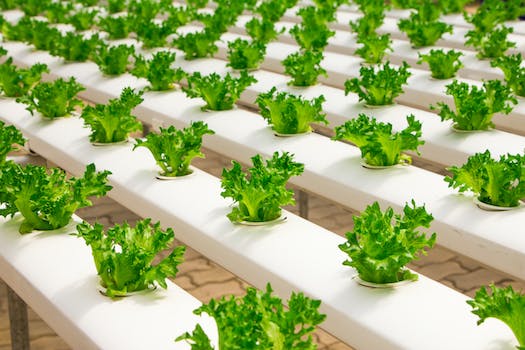 Ultimate Guide: How to Plant and Grow Lettuce for a Fresh, Homegrown Salad Every Day