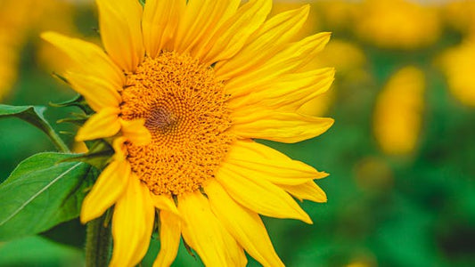 What Seeds to Start in April: Enhance Your Garden with Flowers, Vegetables, Herbs, and More!