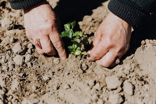 planting carrots by hand