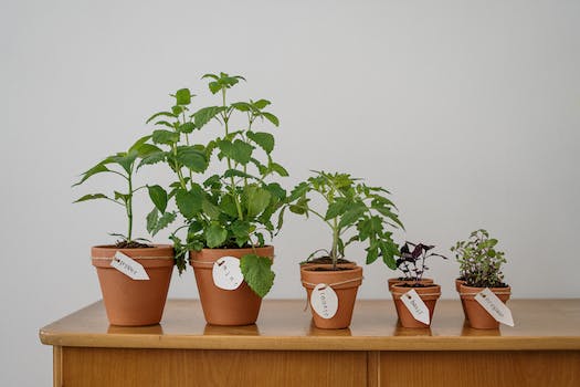 Easy Steps to Grow Basil at Home: Your Comprehensive Guide to Cultivating this Aromatic Herb