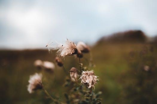 Ideal Timing for Planting Wildflower Seeds for a Breathtaking Garden