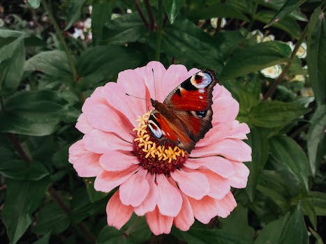 Discover the Top 10 Flowers That Attract Butterflies to Your Garden