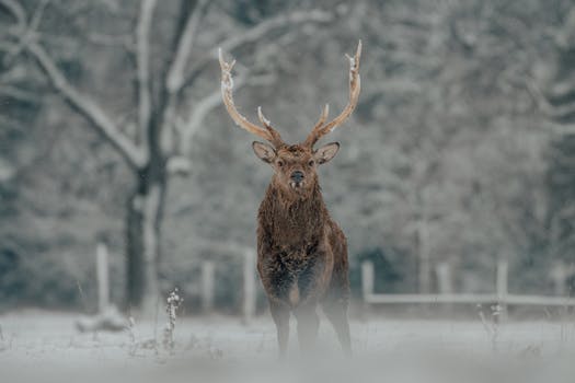 Effective Strategies to Keep Deer Out of Your Garden: A Comprehensive Guide