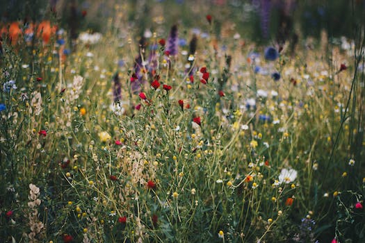 Best Month to Plant Wildflower Seeds