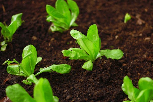 Sprouting Lettuce: A Comprehensive Guide on How Long It Takes for Lettuce to Sprout