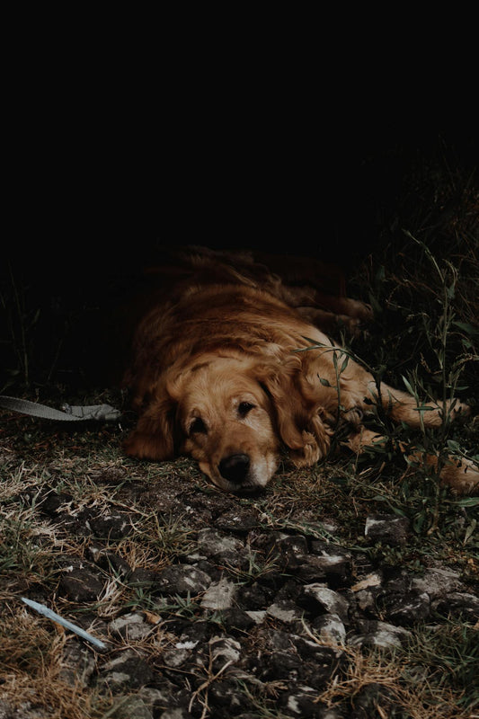 Sympathy Gifts for Pets - Yes, it's a real thing!