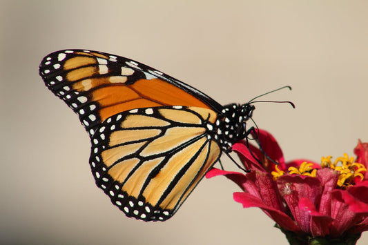 Discover What Flowers Monarchs Like: Ultimate Guide to Creating a Butterfly Garden