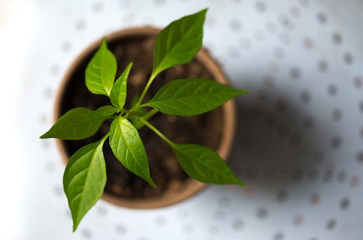 How to Successfully Grow Basil in a Pot - Easy Steps for Fresh Herbs at Home!