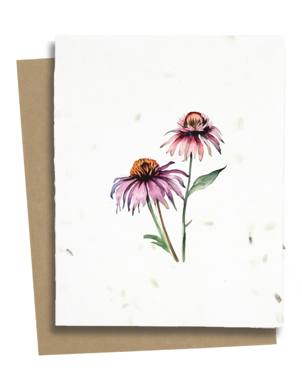 echinacea flower greeting card