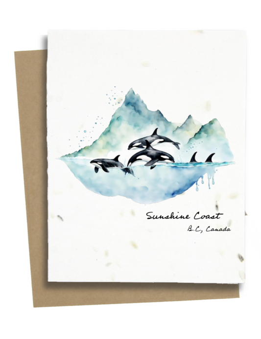 Coastal Orcas
