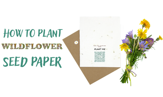 How to Plant Wildflower Seed Paper: Transform Your Garden Today!