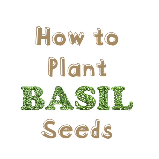 How to Plant Basil Seeds