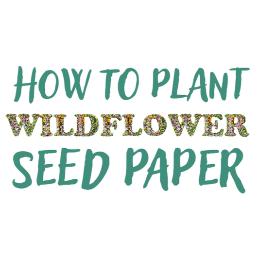 how to plant wildflower seed paper