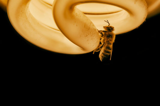 Discover What Attracts Bees: Unveiling the Secrets of Color, Scent, and Nectar